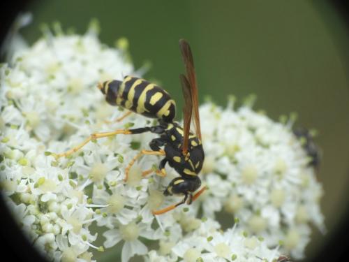 Polistes dominula